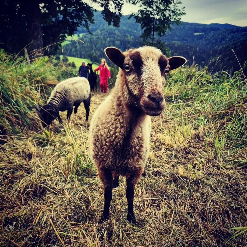 Erlebnisbauernhof Gutschi Ranch Διαμέρισμα Kamp Εξωτερικό φωτογραφία