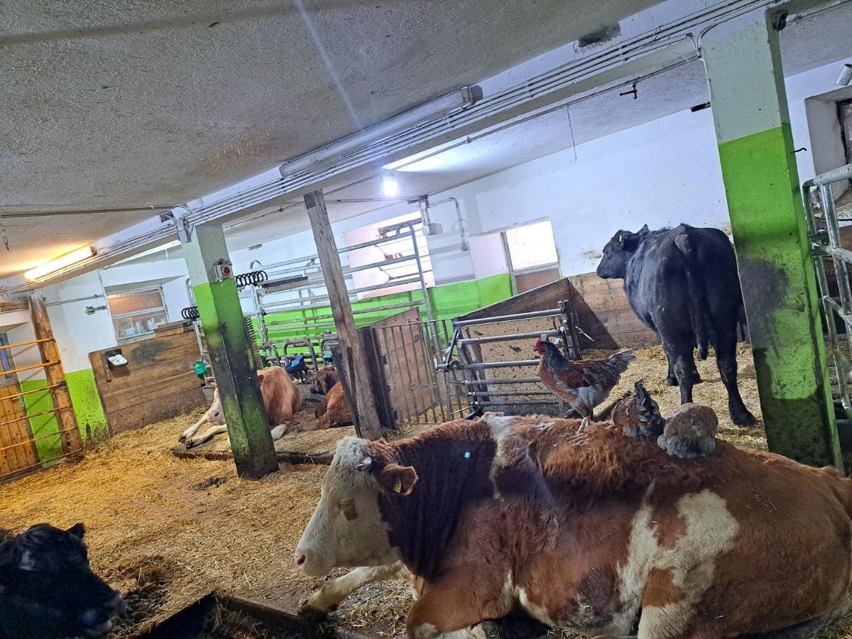 Erlebnisbauernhof Gutschi Ranch Kamp Εξωτερικό φωτογραφία