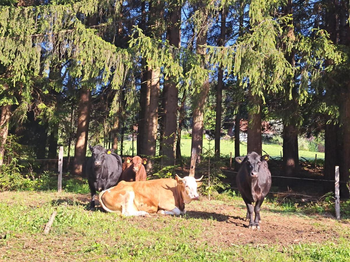 Erlebnisbauernhof Gutschi Ranch Διαμέρισμα Kamp Εξωτερικό φωτογραφία