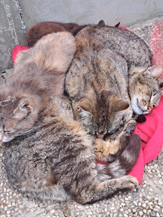 Erlebnisbauernhof Gutschi Ranch Διαμέρισμα Kamp Εξωτερικό φωτογραφία